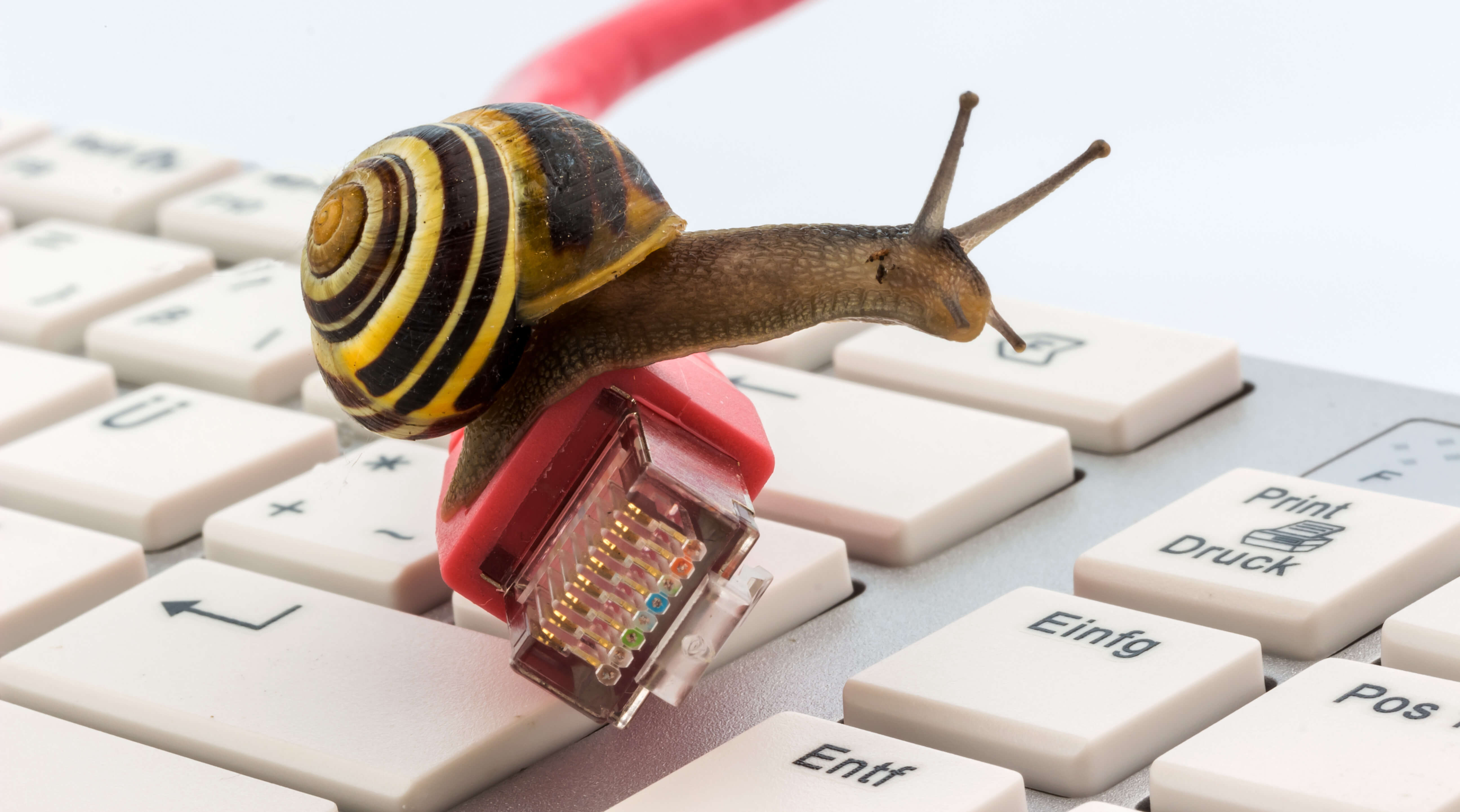 Ślimak na kablu internetowym i klawiaturze